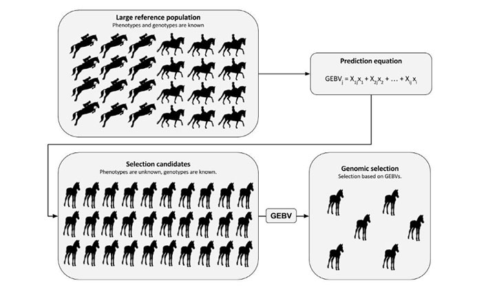 Genomic selection diagram