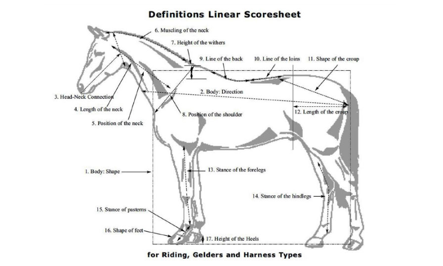 Phenotype diagram